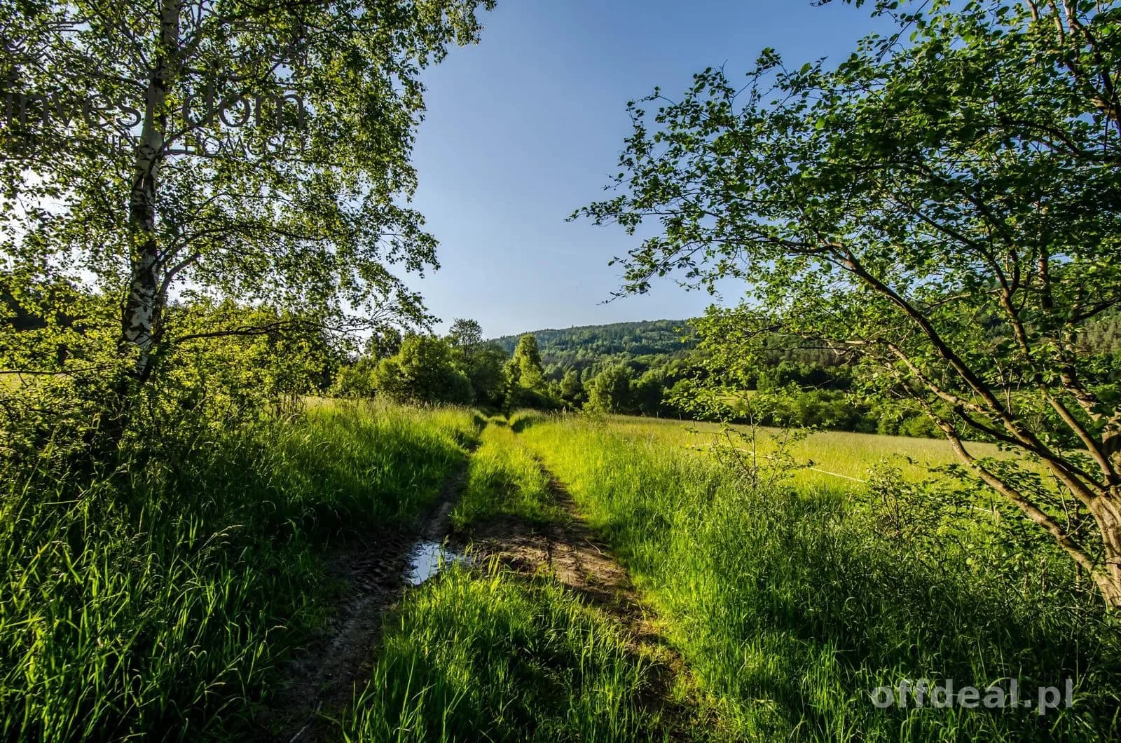 ...przepojone liryzmem, Ropki!