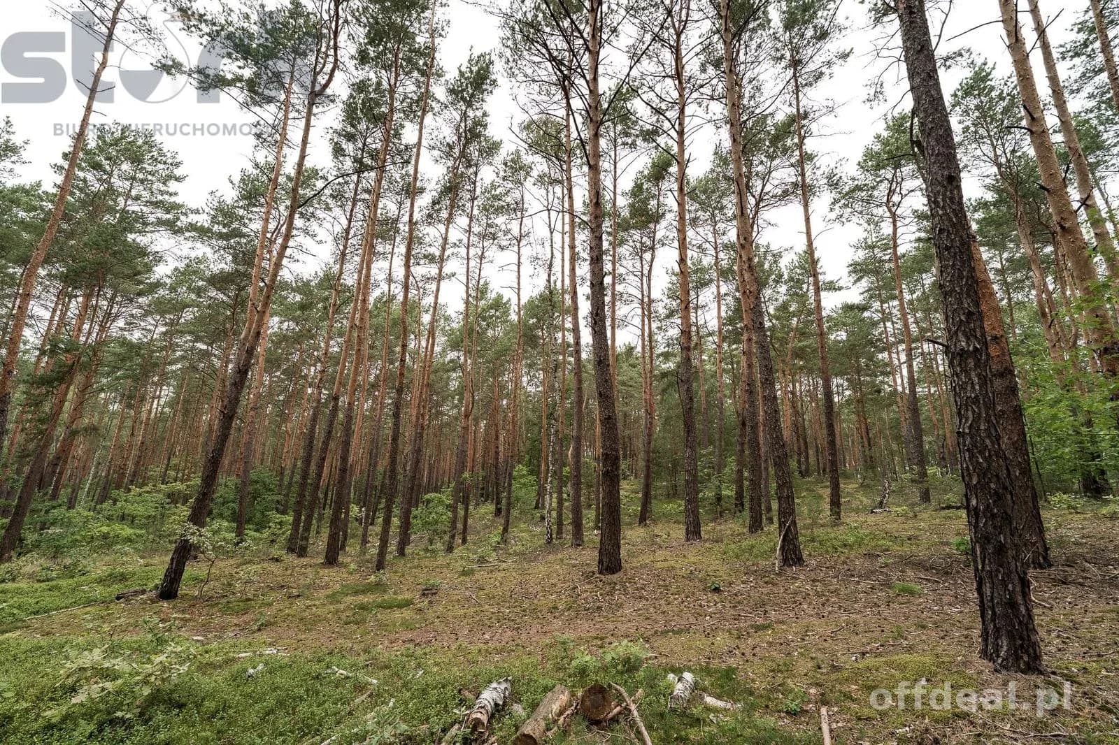 Działka budowlana na Wydmach 2221 m2 - bez prowizji