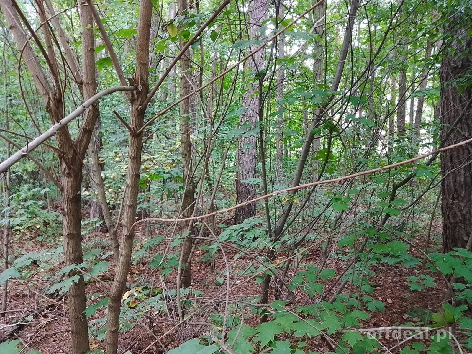ділянка на продаж у Grotniki | 2 321 m²