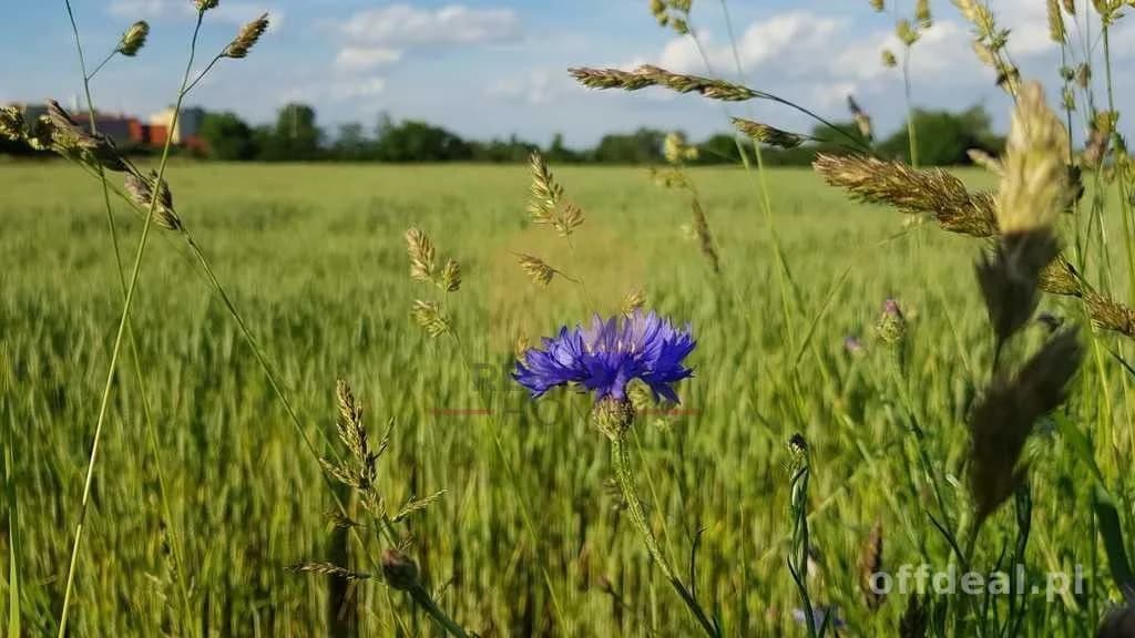 Działka w Jaźwinei