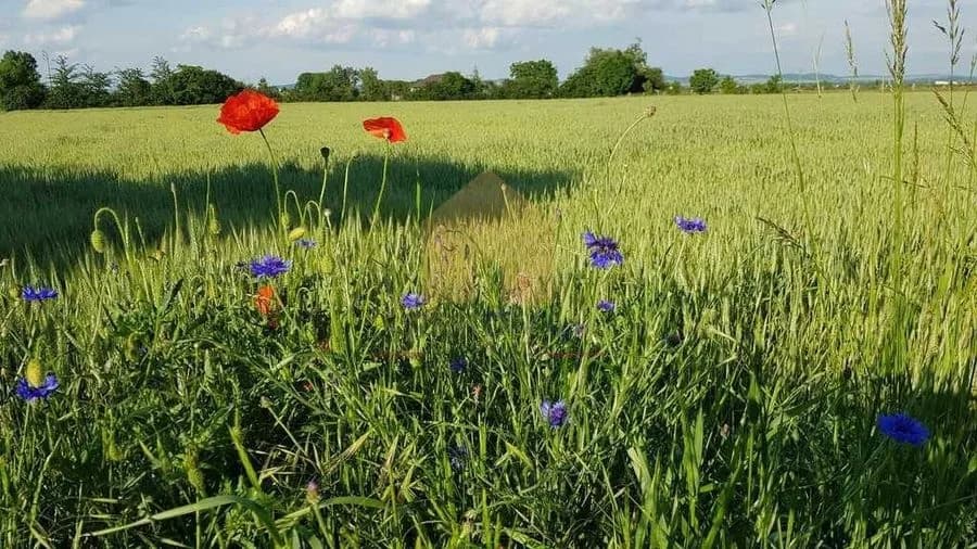 terrain à vendre à Łagiewniki | 3 000 m²