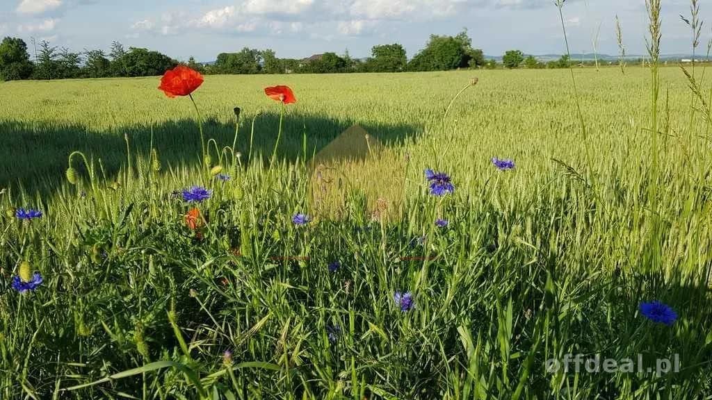 Działka w Jaźwinei