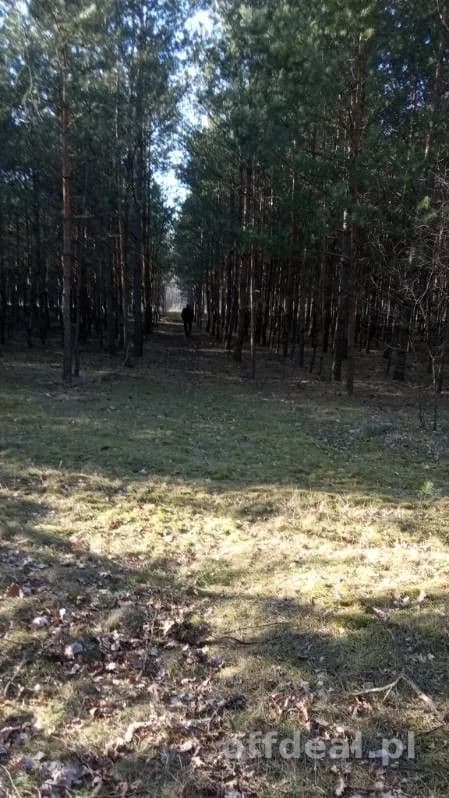 Zdjęcie 1: Działka, 9800 m², Borowiny