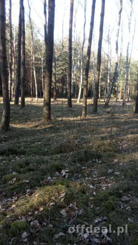 Zdjęcie 2: Działka, 9800 m², Borowiny