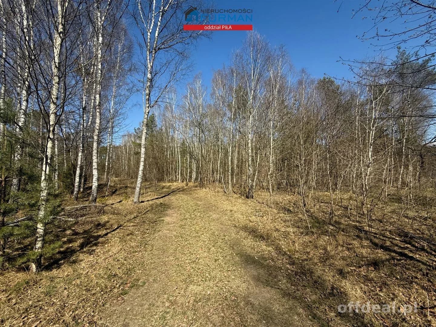 terrain à vendre à Czechyń | 3 094 m²