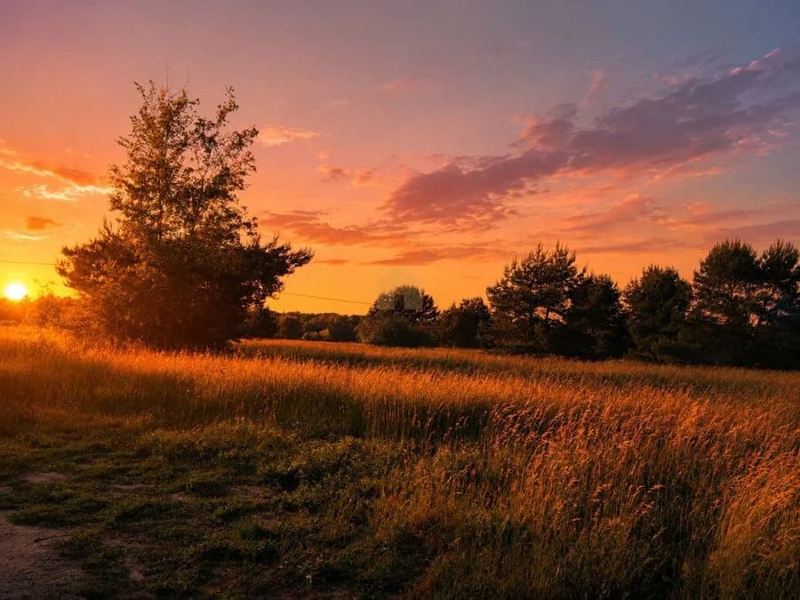 terrain à vendre à Niemstów | 2 000 m²