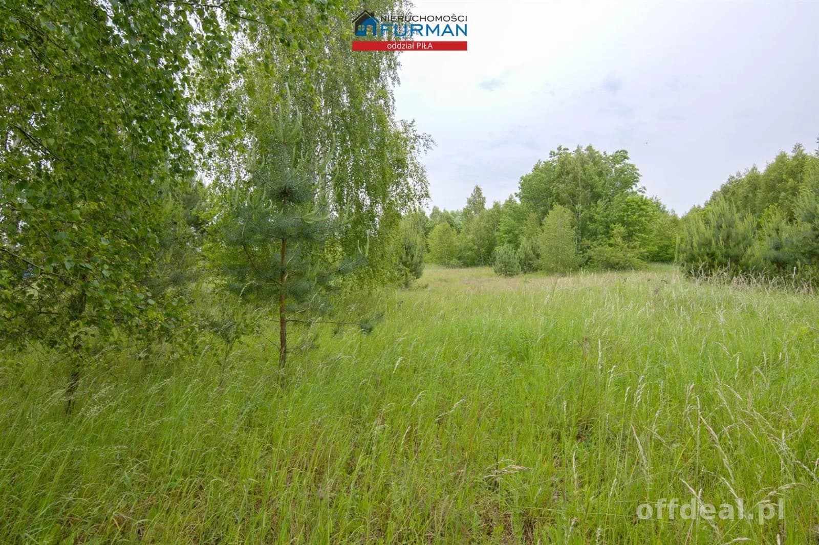 Działki przy ścianie lasu