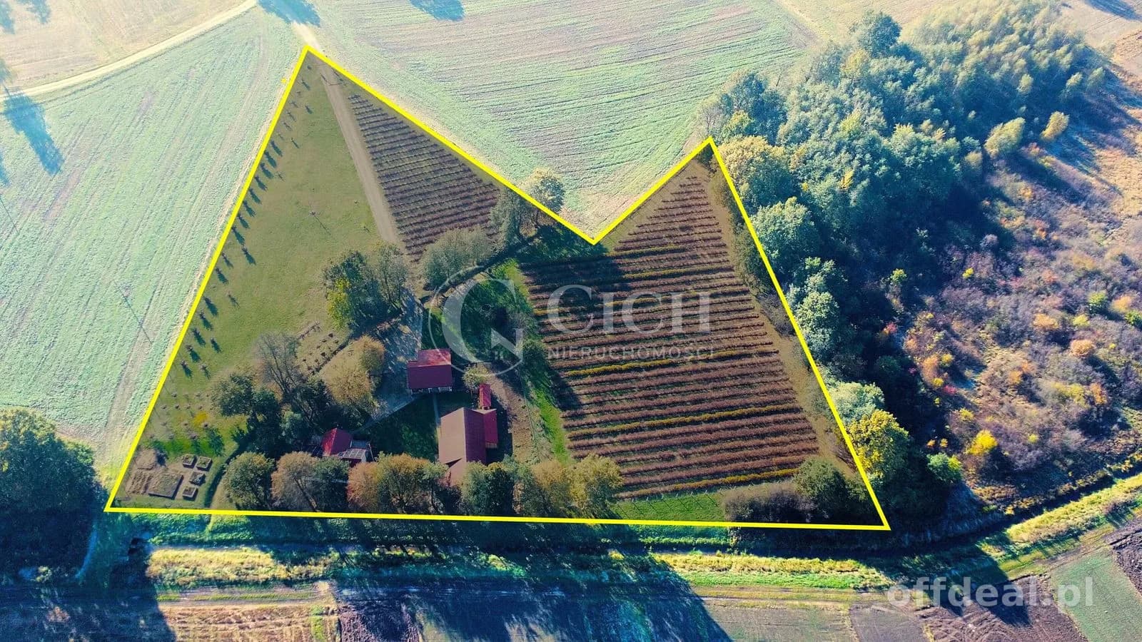 Zadbane siedlisko z prosperującą plantacją jagody kamczackiej.