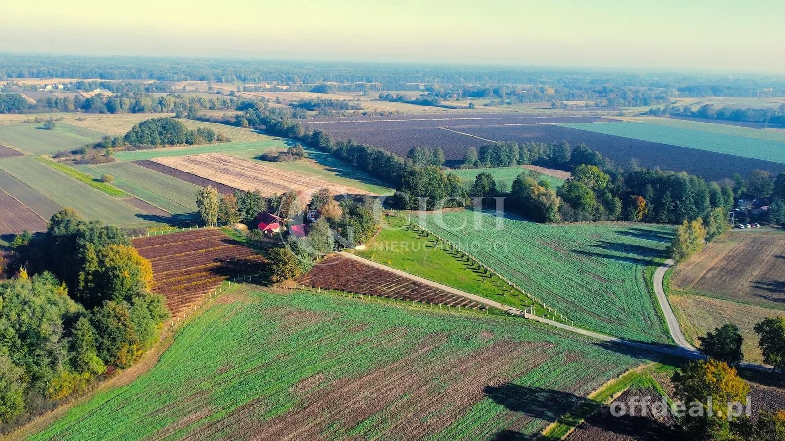 Zadbane siedlisko z prosperującą plantacją jagody kamczackiej.