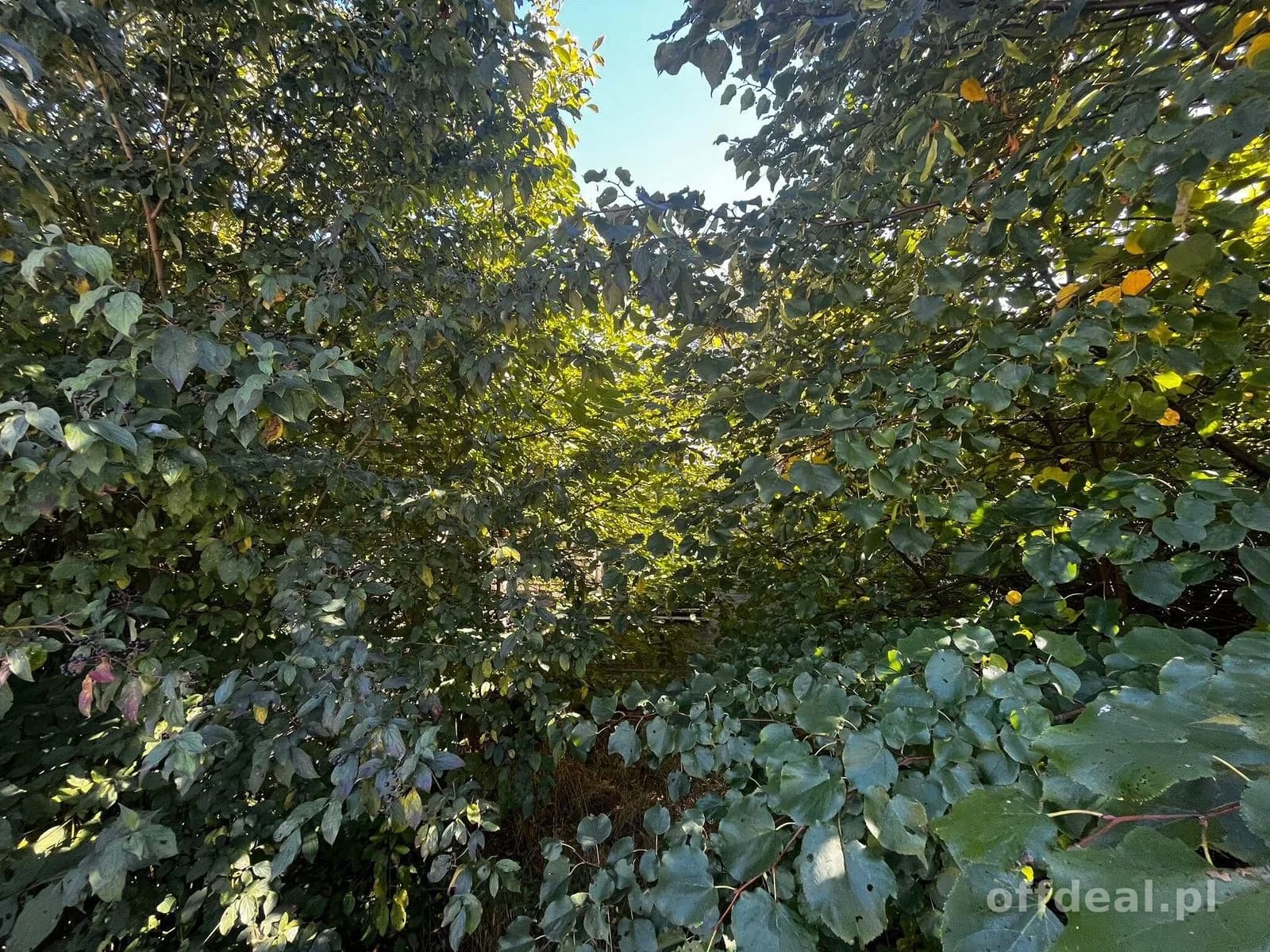 plot for sale in Paprotnia | 1,746 m²