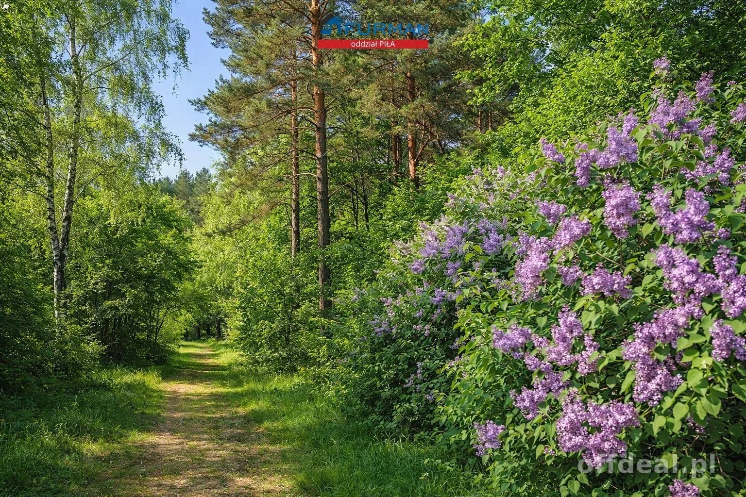 terrain à vendre à Biała/Trzcianka, Biała | 32 921 m²