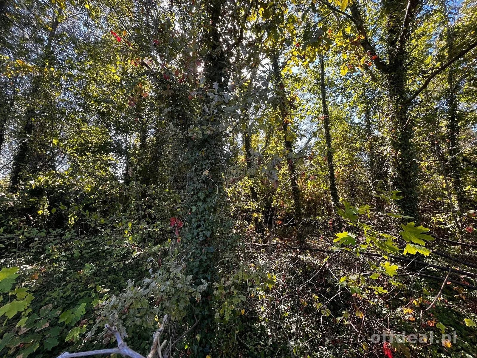 Działka 2376 m² z MPZP – Międzyborów media.