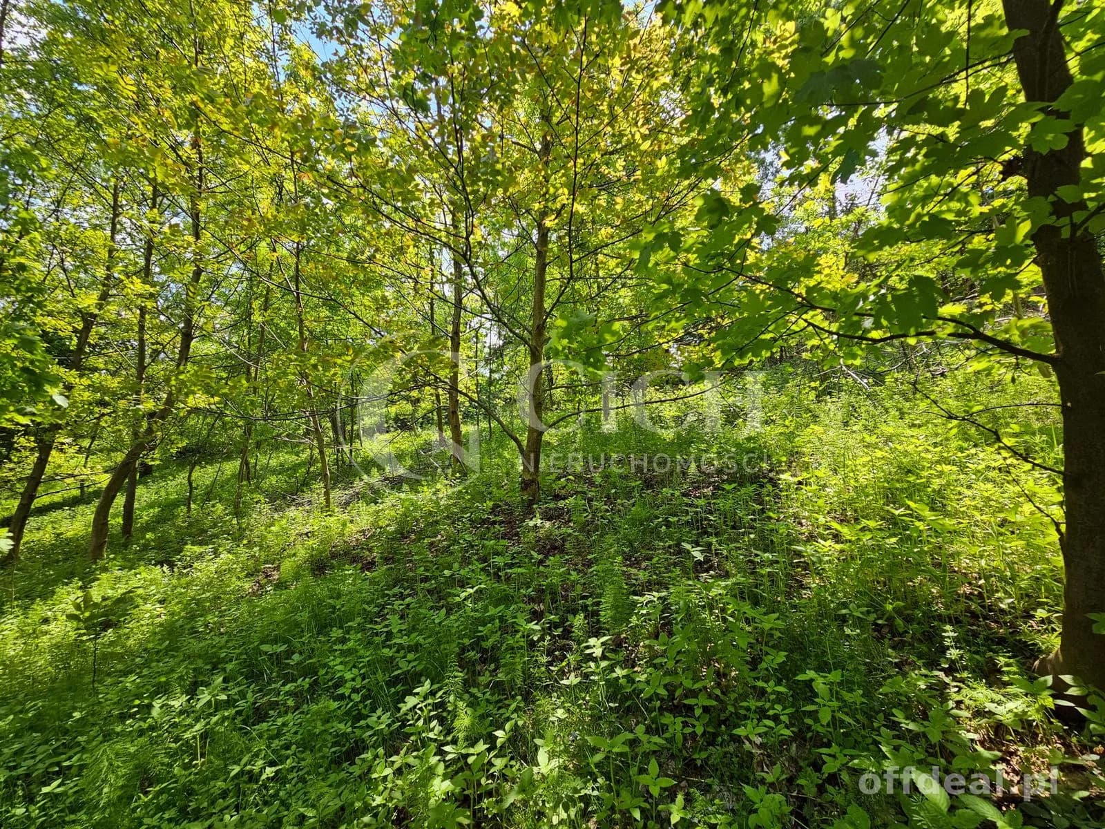 Działka budowlano-leśna 0,8445 ha | Łękawka gm. Tarnów