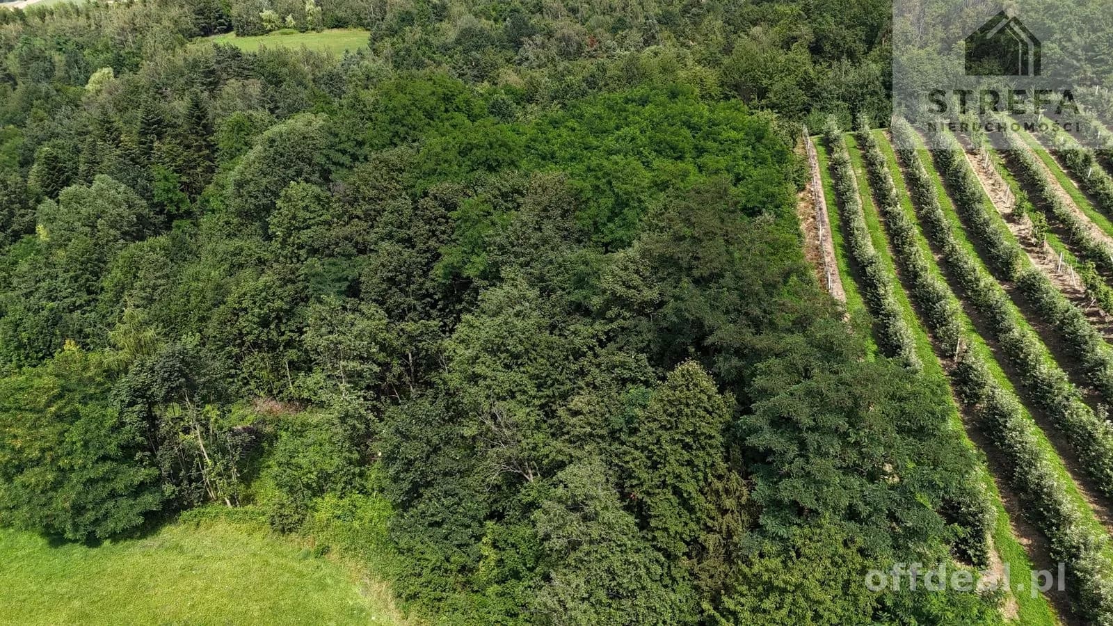 Wyjątkowa działka rolna z możliwością zabudowy zagrodowej, -2,2263 ha, Bilsko gmina Łososina Dolna