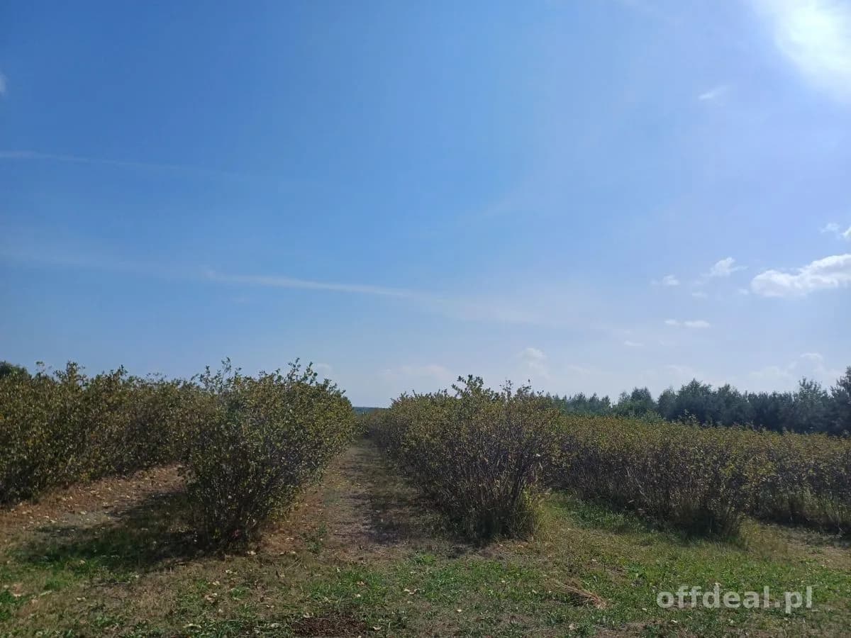 Zdjęcie 4: Działka, 18600 m², Jeruzal