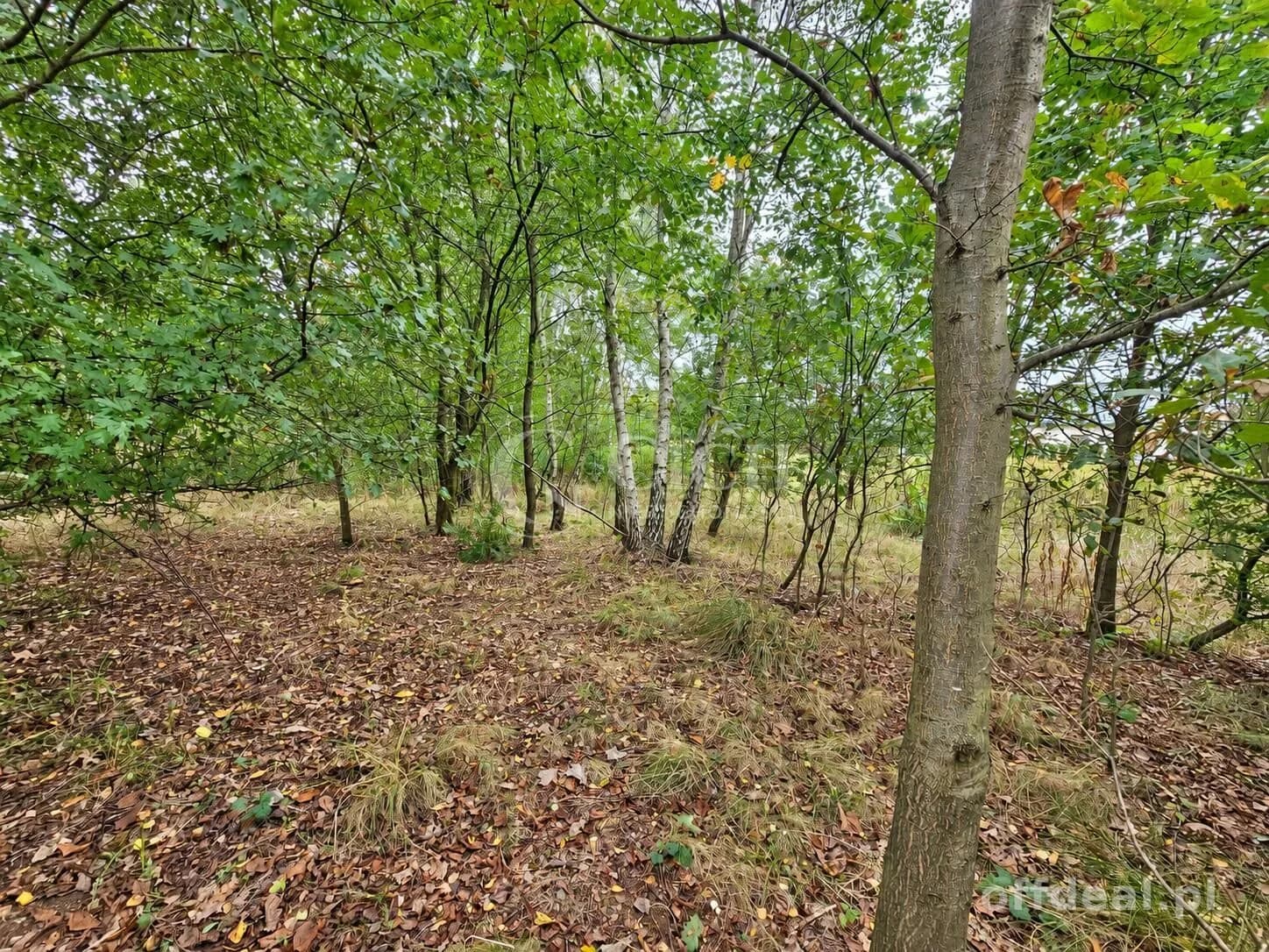Zdjęcie 9: Działka, 1597 m², Nowe Żukowice