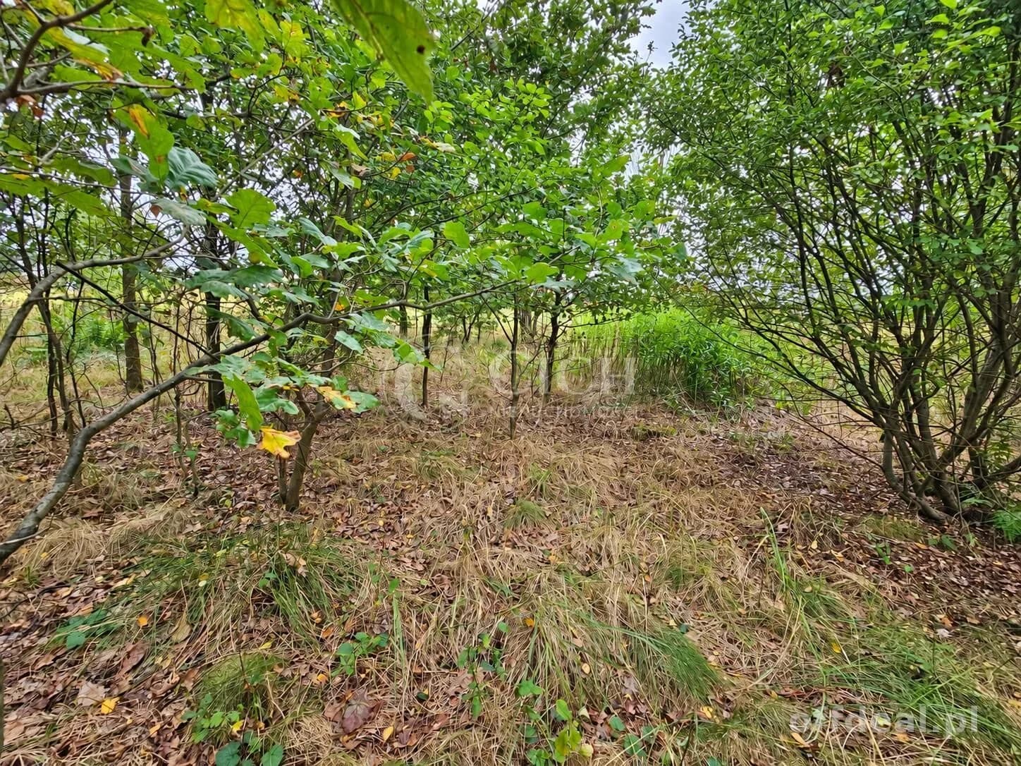 Zdjęcie 11: Działka, 1597 m², Nowe Żukowice