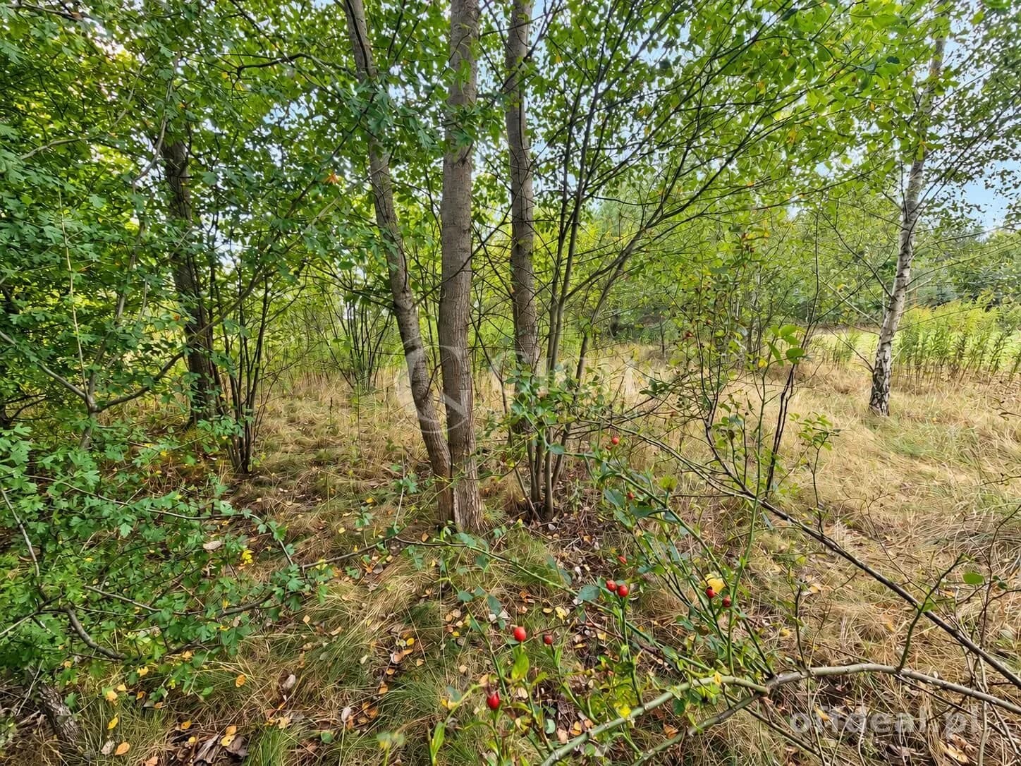 Zdjęcie 14: Działka, 1597 m², Nowe Żukowice
