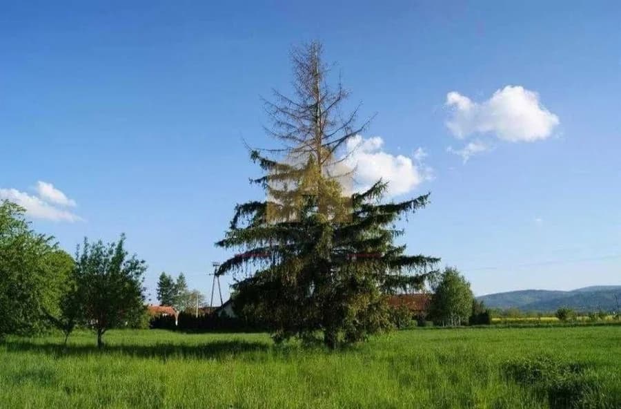 terrain à vendre à Pieszyce, Piskorzów | 7 400 m²