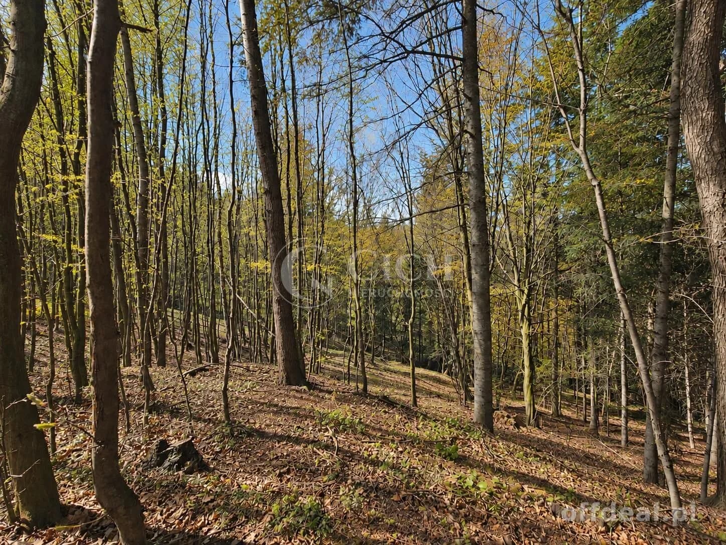 Фото 6: Ділянка, 8100 m², Ostrusza