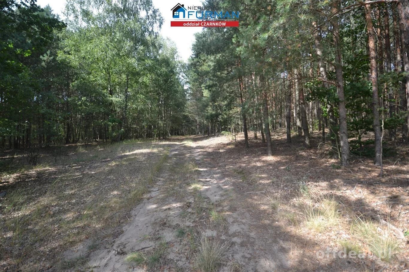terrain à vendre à Antoniewo | 15 490 m²