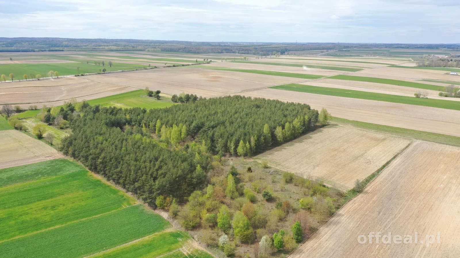 Działka leśna 2,2260 ha – Puchały, gm. Łomża - SUPER CENA