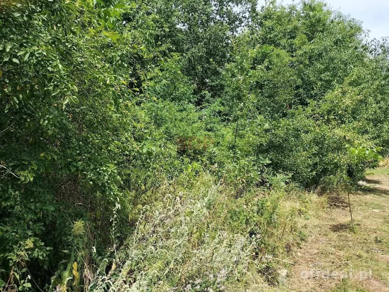 Grundstück zum Verkauf in Rościsławice | 14.708 m²
