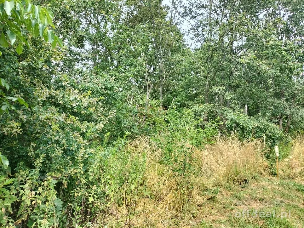 Grundstück zum Verkauf in Rościsławice | 14.708 m²