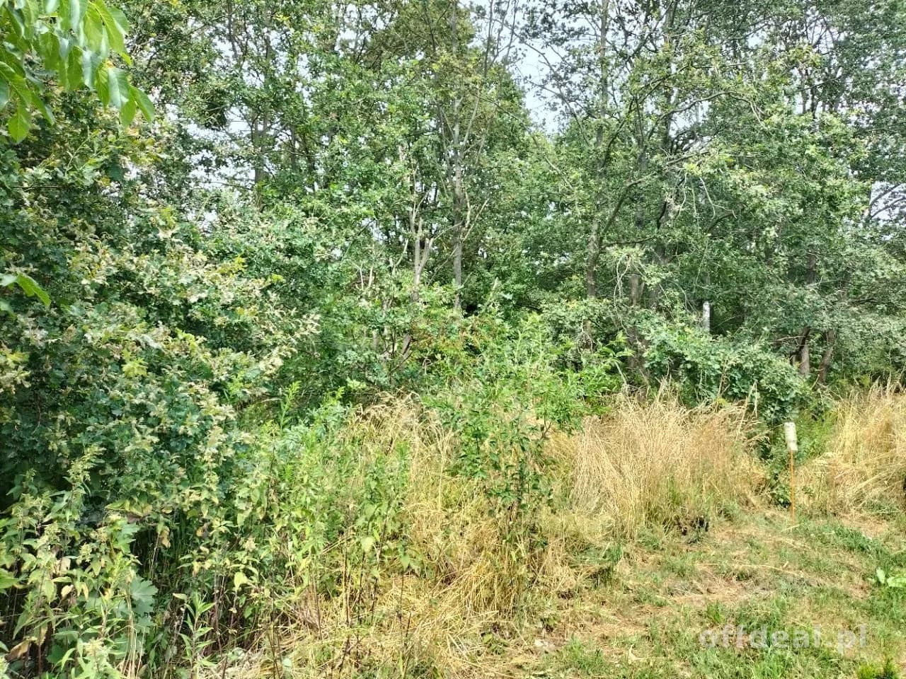 Grundstück zum Verkauf in Rościsławice | 14.708 m²