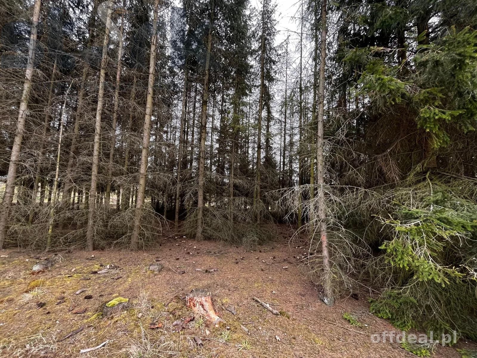 plot for sale in Mszczonów | 1,800 m²