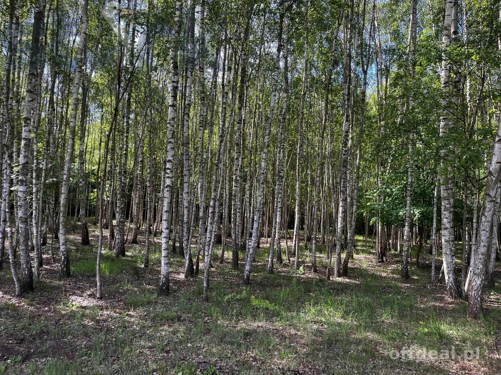 plot for sale in Wola Szydłowiecka | 25,454 m²