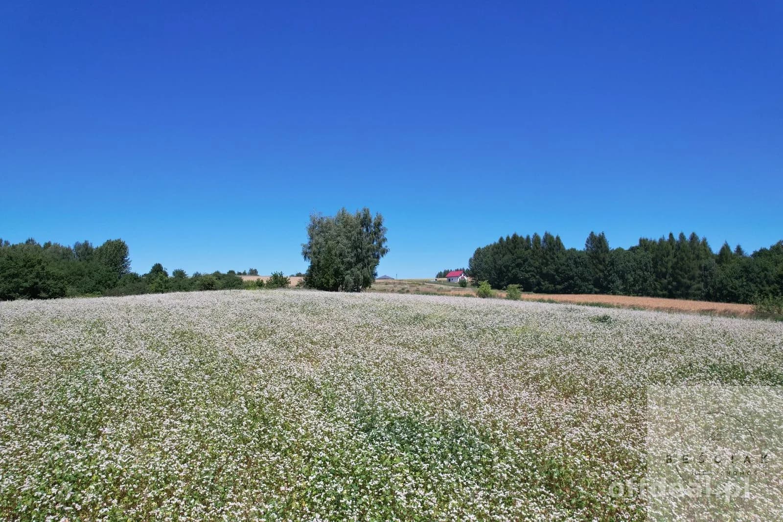 plot for sale in Lubcza | 15,800 m²