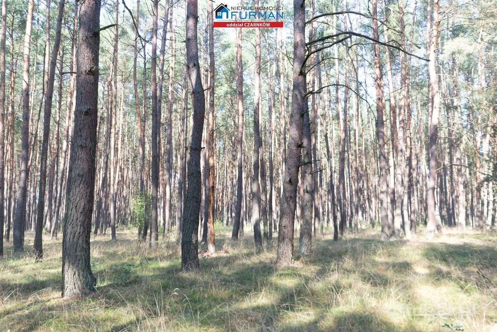 Zdjęcie 8: Działka, 19200 m², Rosko