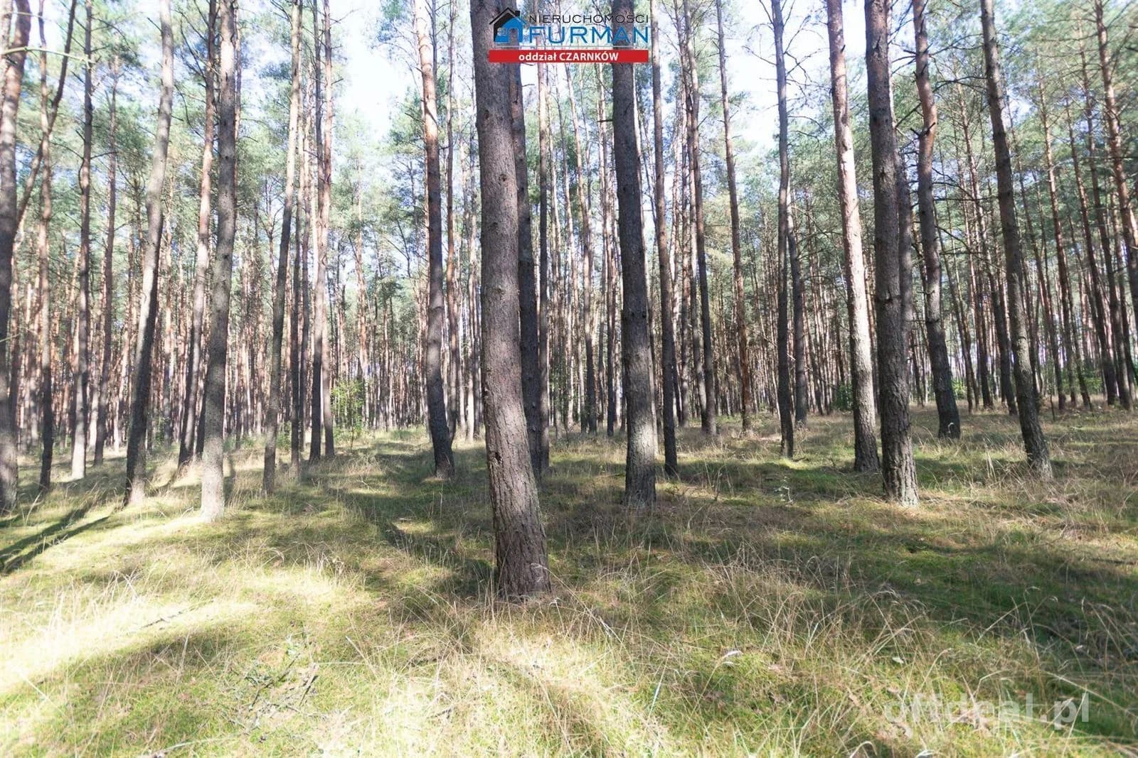 Zdjęcie 12: Działka, 19200 m², Rosko