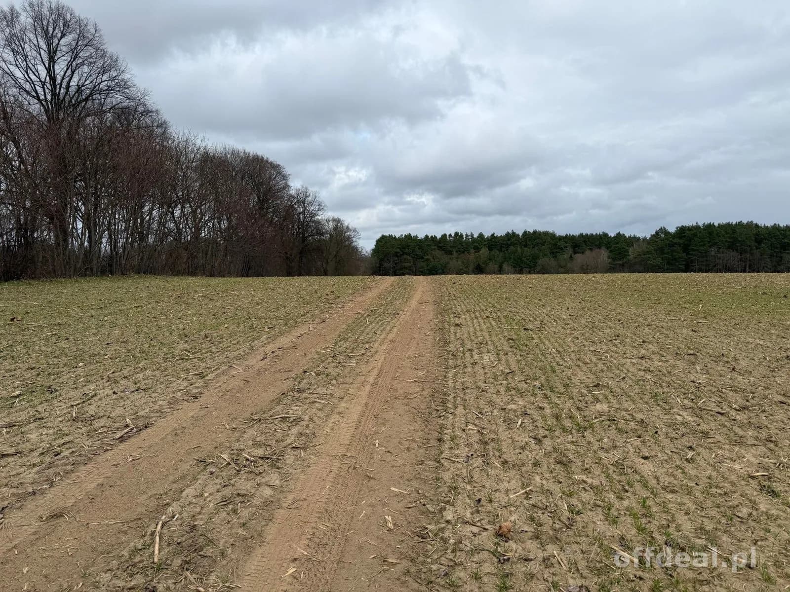 Grundstück zum Verkauf in Białokury | 19.973 m²
